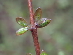 Coprosma obconica