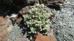 Crassula deltoidea