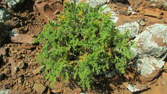 Pelargonium tragacanthoides