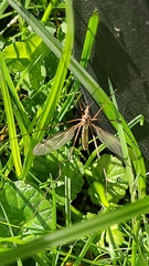 Tipula