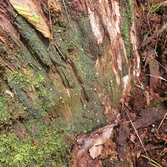 Trichoderma gelatinosum