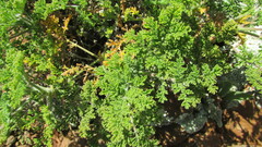 Pelargonium tragacanthoides