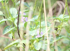 Stachytarpheta