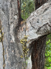 Erythrorchis cassythoides