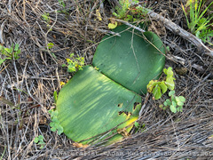 Haemanthus sanguineus
