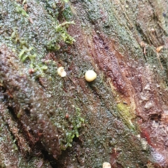Trichoderma gelatinosum