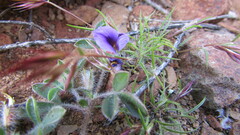 Lotononis maximiliani