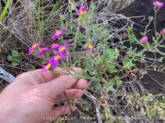 Senecio arenarius