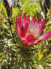 Protea repens