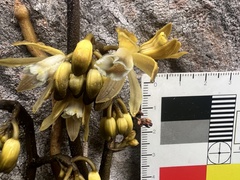 Erythrorchis cassythoides