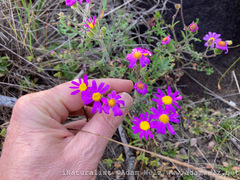 Senecio arenarius