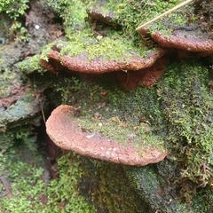 Hymenochaetaceae