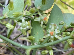 Asparagus asparagoides