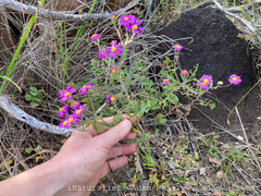 Senecio arenarius