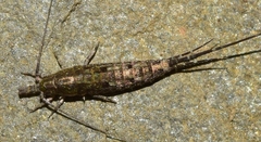 Nesomachilis