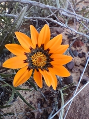 Gazania rigida