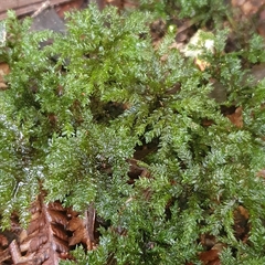 Hypnodendron