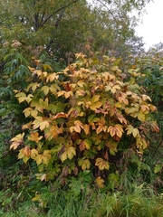 Filipendula camtschatica