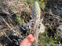 Trachyandra hirsutiflora