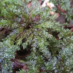 Hypnodendron