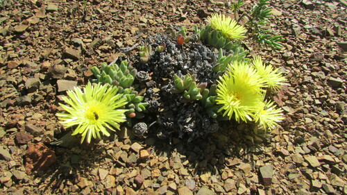 Image of Cheiridopsis namaquensis by (c) James Deacon, some rights reserved (CC BY-SA)