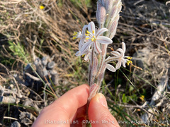 Trachyandra hirsutiflora