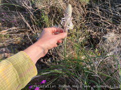 Trachyandra hirsutiflora