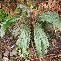 Blechnum chambersii