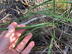 Trachyandra hirsutiflora