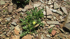 Othonna auriculifolia