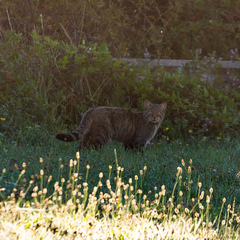 Felis silvestris