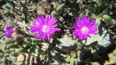 Trichodiadema setuliferum