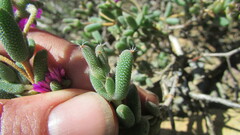 Trichodiadema setuliferum