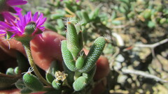 Trichodiadema setuliferum