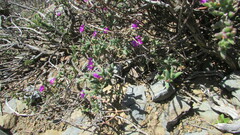 Trichodiadema setuliferum