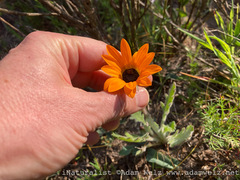 Arctotis breviscapa