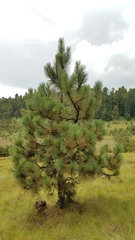 Pinus hartwegii
