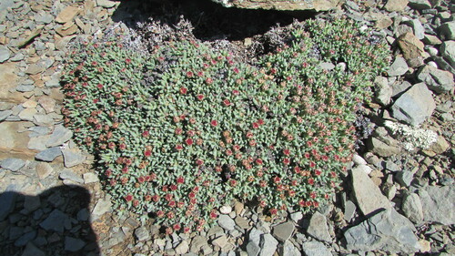 Antimima androsacea