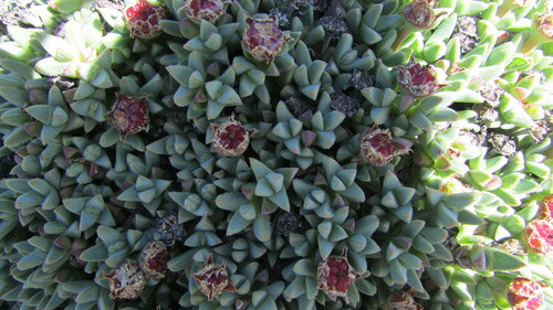 Antimima androsacea