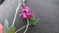 Indigofera meyeriana