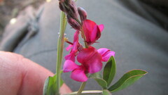Indigofera meyeriana