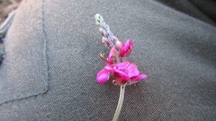 Indigofera meyeriana