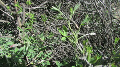 Indigofera meyeriana