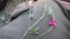 Indigofera meyeriana