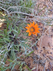 Gazania rigida
