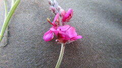 Indigofera meyeriana