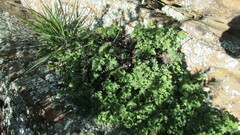 Pelargonium stipulaceum