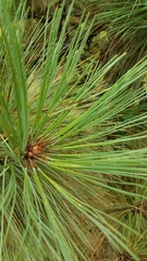 Pinus hartwegii