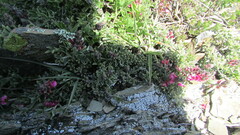 Indigofera meyeriana