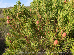 Leucadendron coniferum